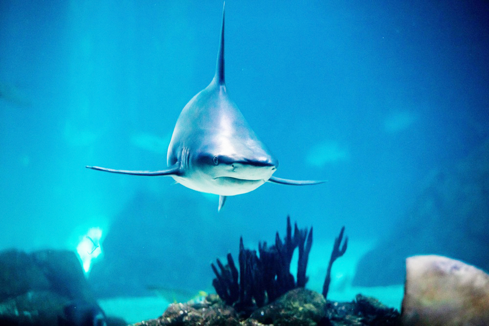 Los sectores cosmético y de suplementos dietéticos amenazan a tiburones y peces raya