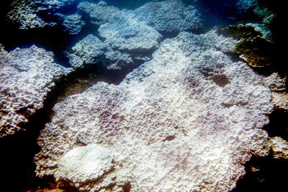 Los océanos están sufriendo un blanqueo masivo de los corales a nivel global, según NOAA