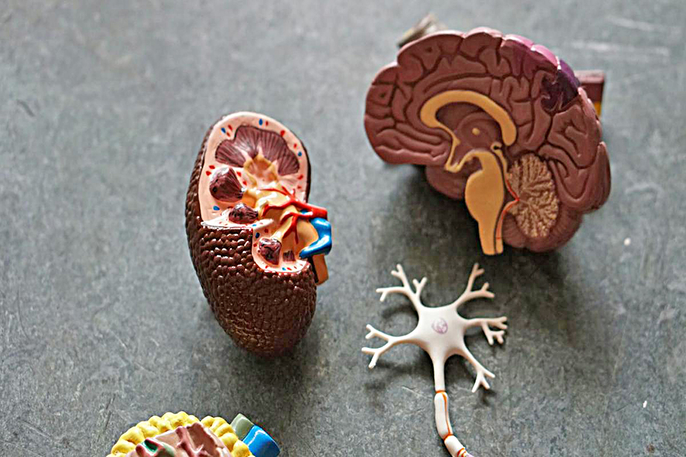 Descubren proteína con un papel clave en la progresión neurodegenerativa de Alzheimer