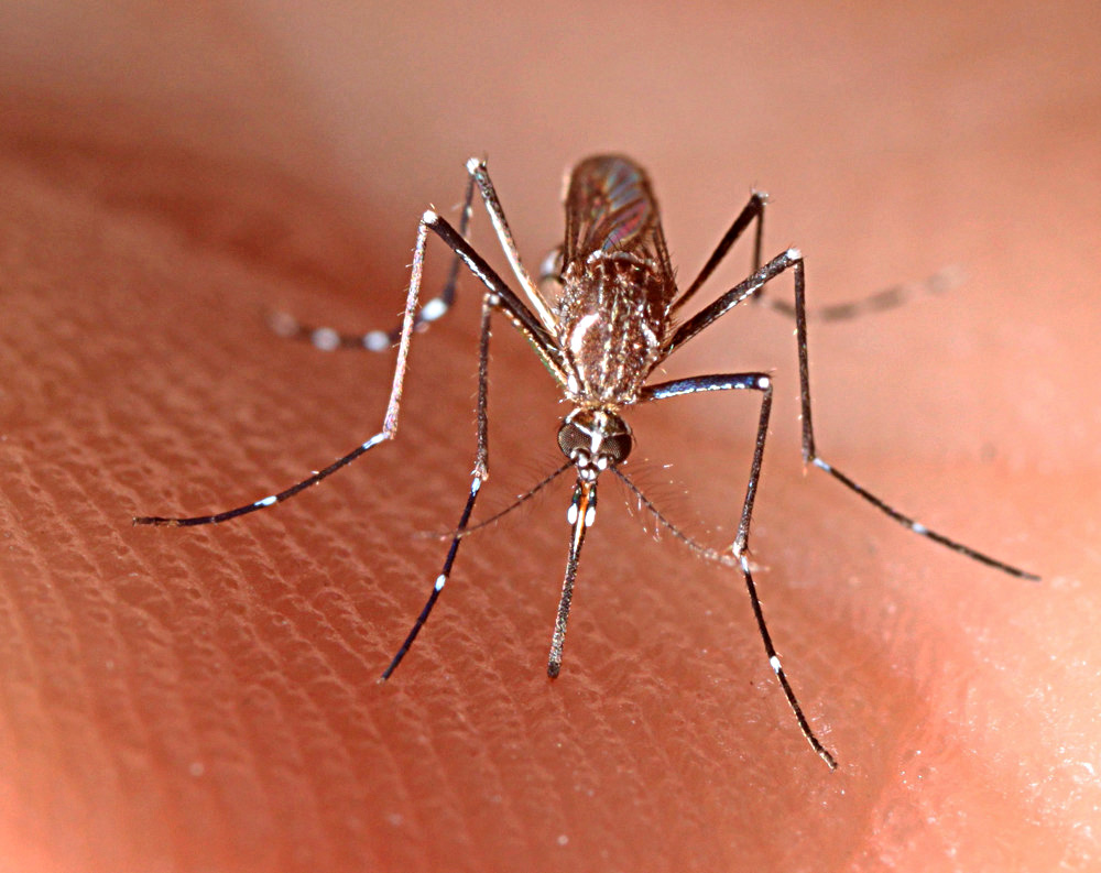 Hallan que el Aedes aegypti se adapta a temperaturas locales en medio de crisis climática