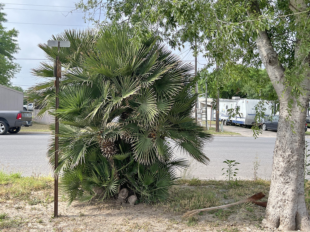 McAllen recibe designación Tree City USA