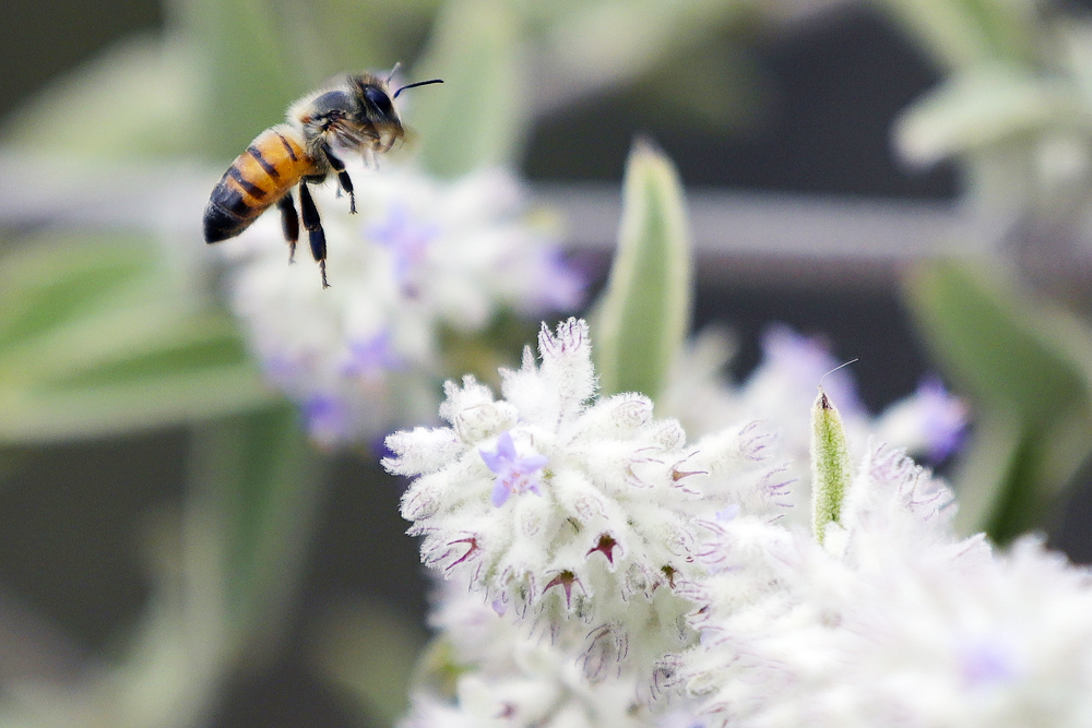 Proyecto mejora la biodiversidad de 52.308 hectáreas del sector agrícola en Latinoamérica