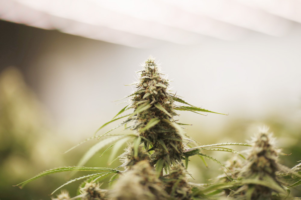 Venta legal de marihuana genera en EEUU más de 20.000 millones de dólares en impuestos