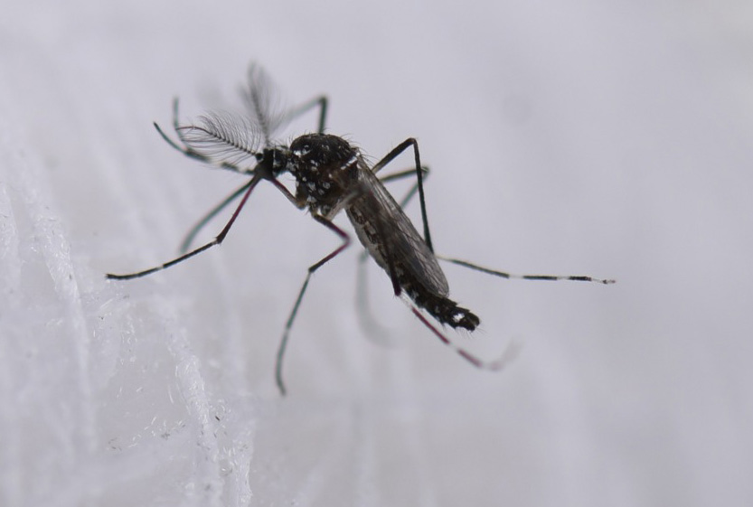 EE.UU. alerta de amenaza de dengue en el país tras dispararse los casos en el mundo