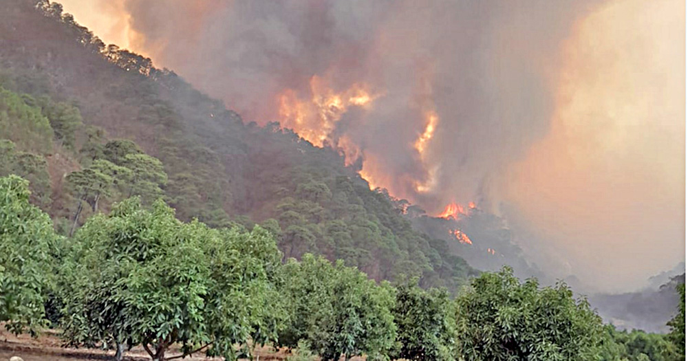 Incendios forestales del Panhandle, Texas,  devastan vidas y economía