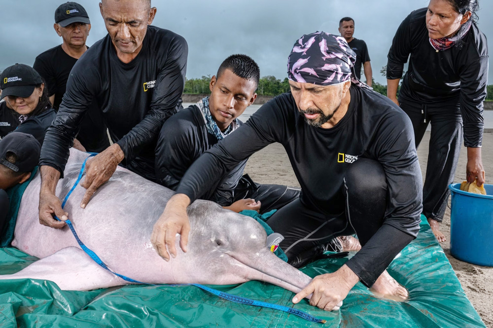 Fernando Trujillo, el “explorador del año” que protege los delfines rosados del Amazonas