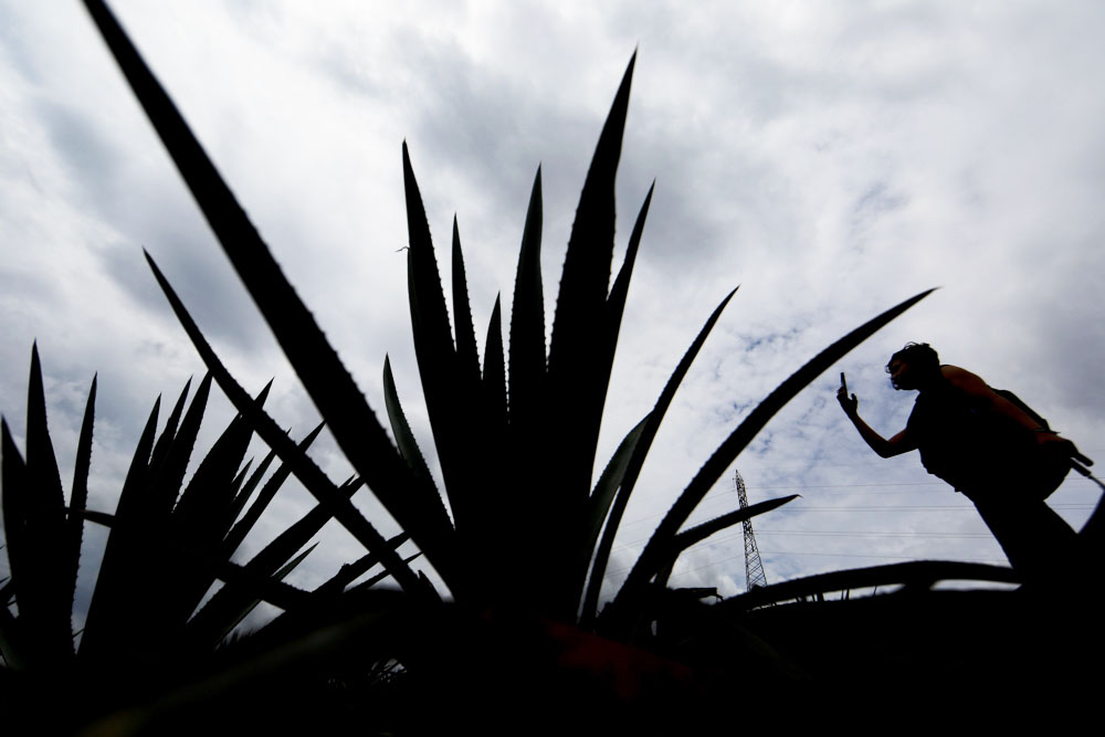 México y Brasil sellan un pacto de cooperación agroalimentaria y de biocombustibles