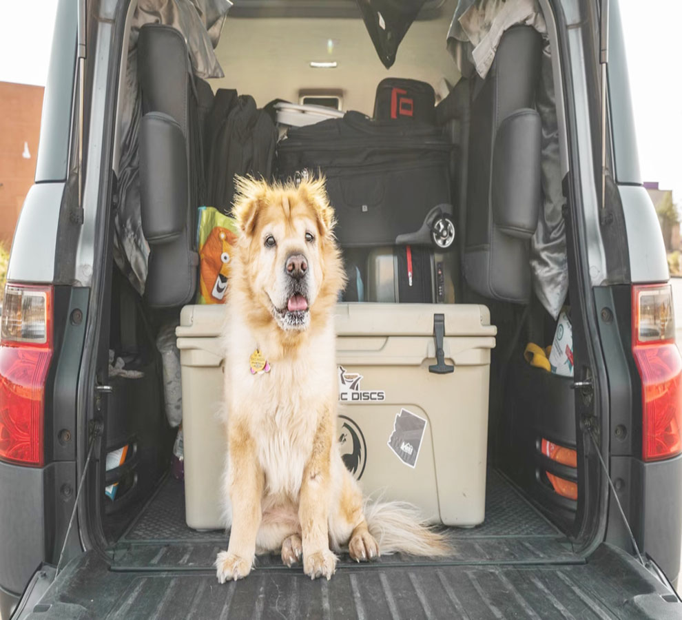 Qué es la app DogBot de los CDC y cómo gestionar el ingreso de perros a Estados Unidos