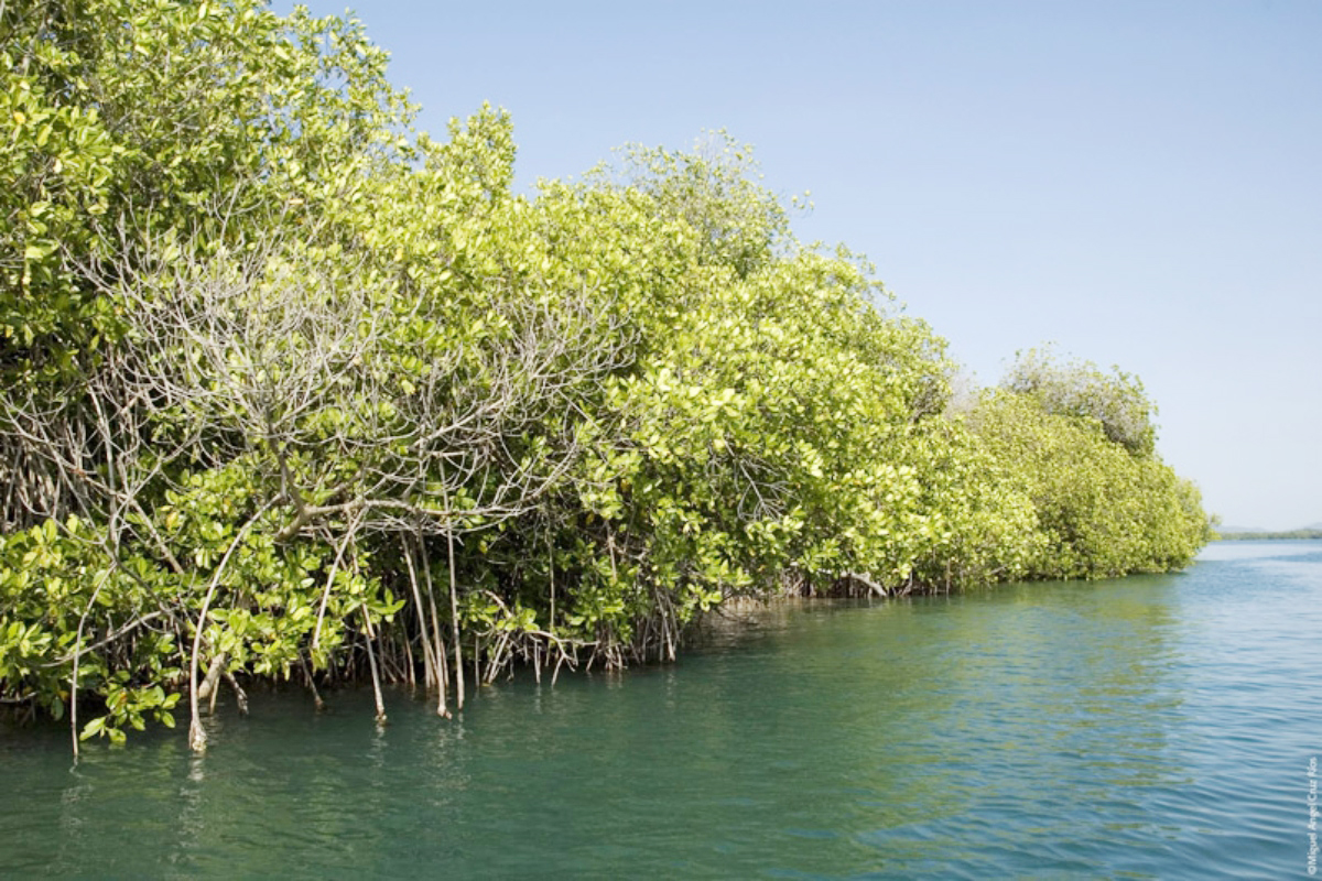 Estrategias de reforestación y conservación en México le da una nueva vida a los manglares
