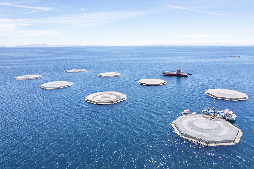 De la piscifactoría al mar: la regeneración de la totoaba, el “tesoro” de México