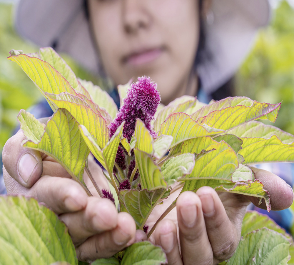 La FAO nombra a México como “país de demostración” del amaranto, rico en nutrientes