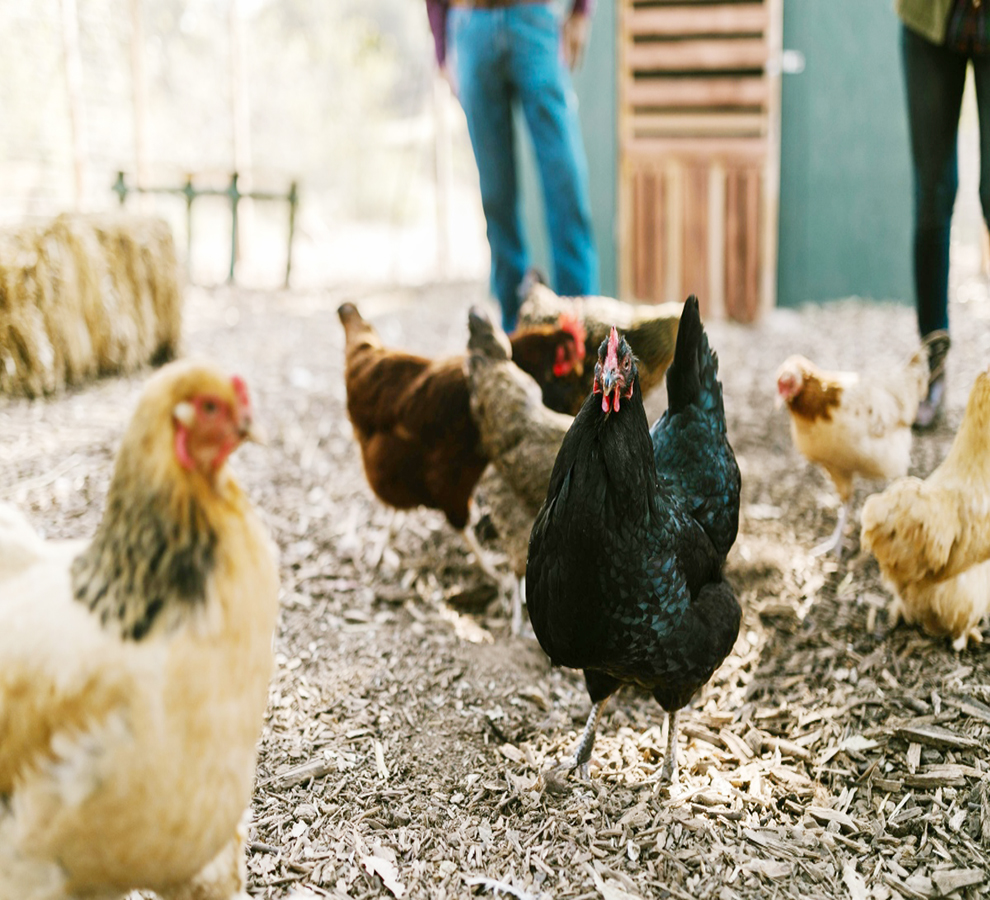 Confirmado el primer caso de gripe aviar en humano sin contacto con animales infectados