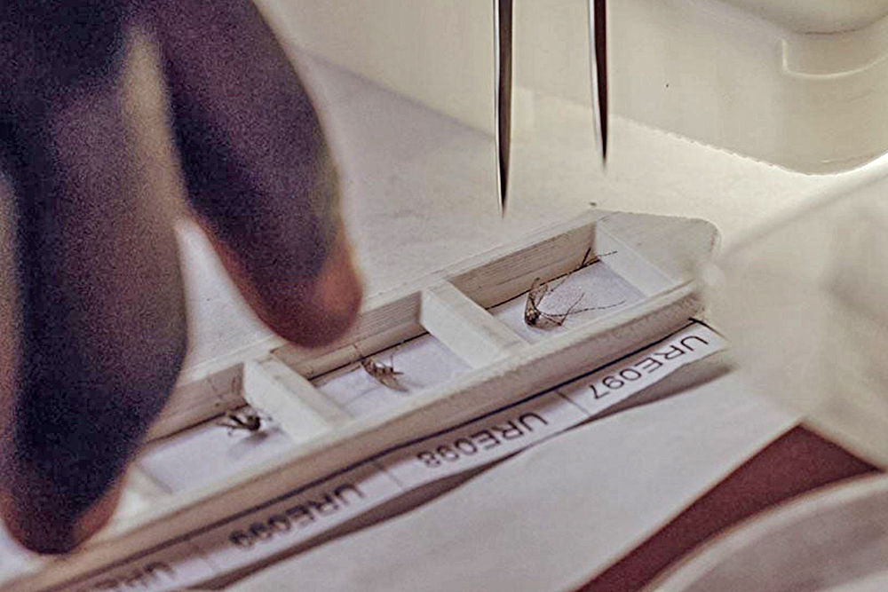 La visión artificial de la IA podría ayudar a combatir la malaria