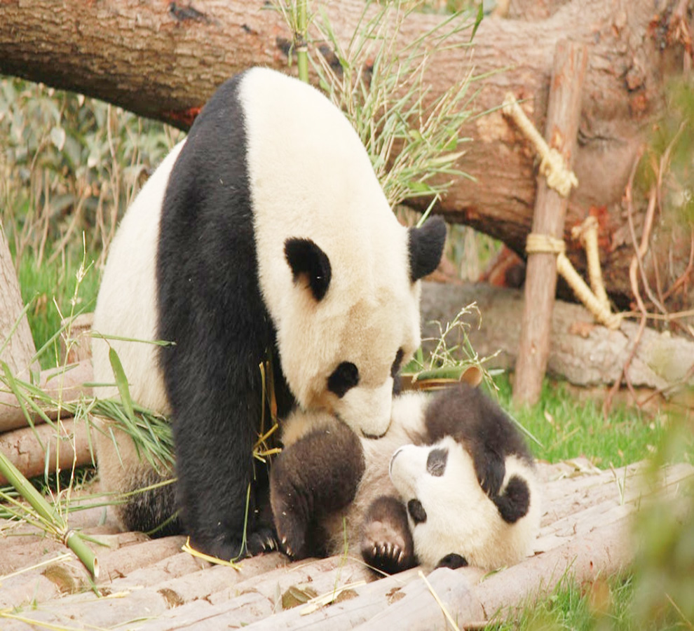 Gestar un bebé tiene un alto costo energético, revelan investigadores