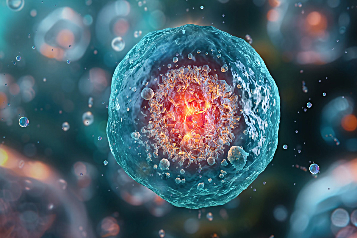 Envejecimiento celular se relaciona con el cáncer y las enfermedades cardiovasculares