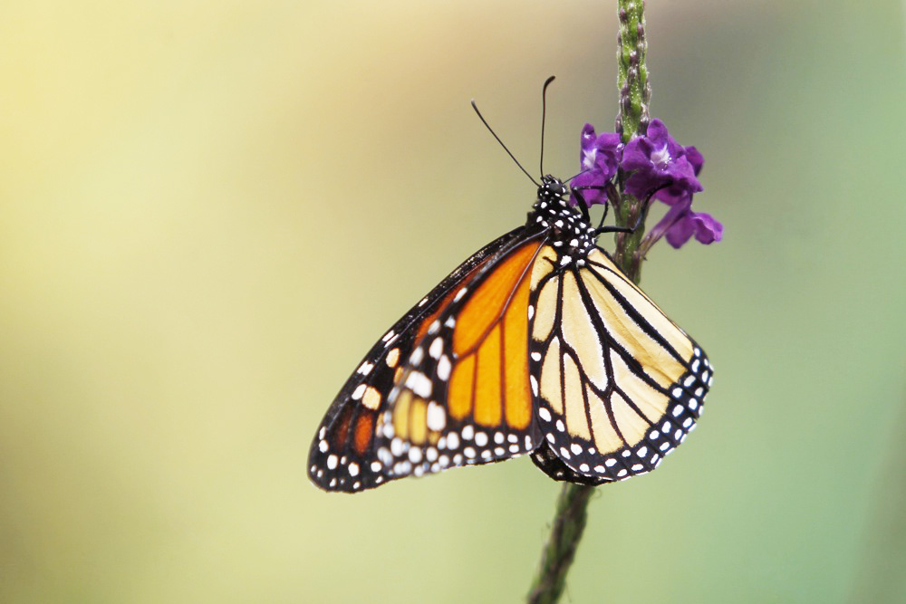 Agencia de EE.UU. propone registrar a la mariposa monarca como especie amenazada