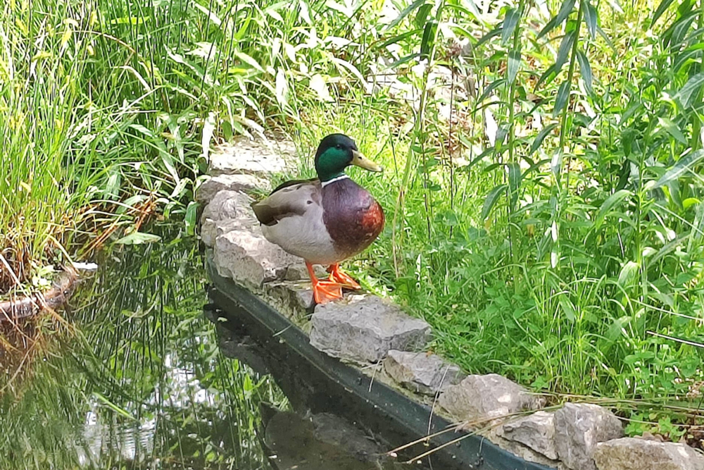 Estudio revela que las aves urbanas son resistentes a los antibióticos