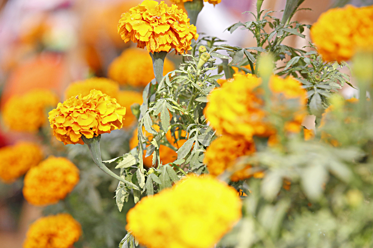 Un científico logra crear flores más hermosas y con fragancias únicas