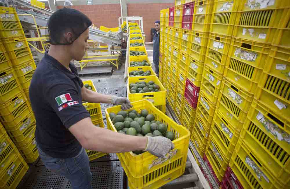 Productores mexicanos de aguacate exportarán unas 110.000 toneladas para el Super Bowl LIX