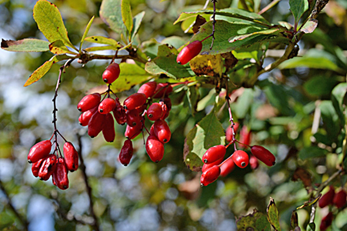 Lo que hay que saber de la berberina, conocida como el “Ozempic natural”