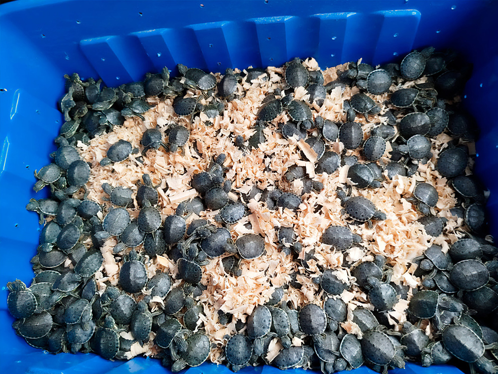 Autoridades frenan contrabando de 320 crías de tortuga pavo real en el centro de México