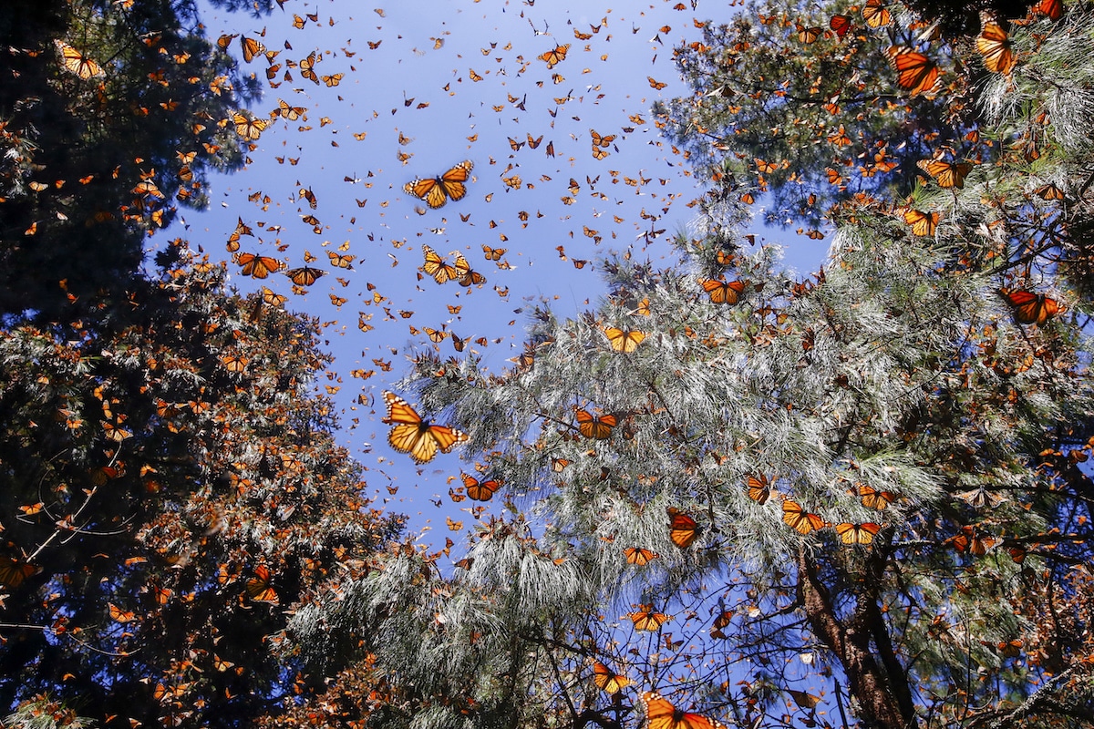 Superficie ocupada por la mariposa monarca se duplica en México, de 0,9 a 1,79 hectáreas