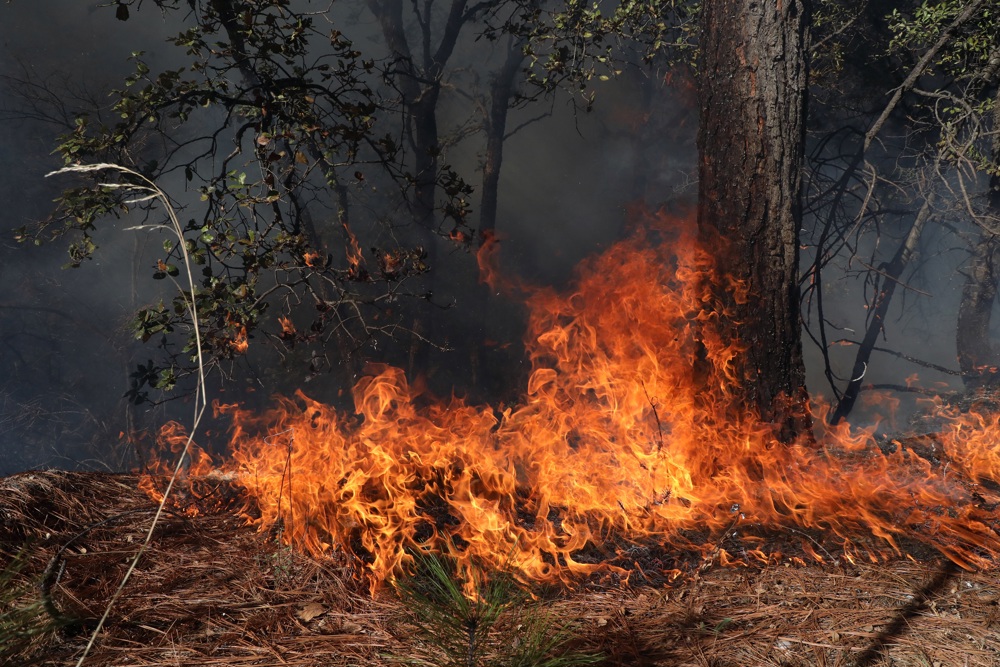 México registra 123 incendios forestales activos con 52.315 hectáreas afectadas