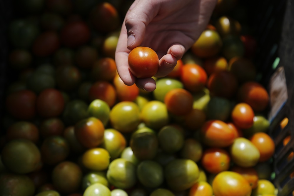 EEUU impondrá un arancel del 21 % a los tomates mexicanos desde julio