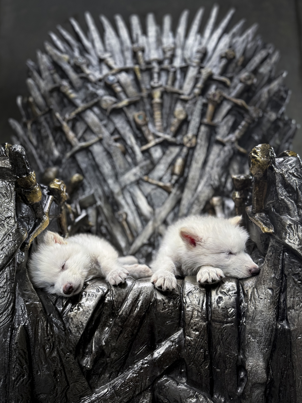 Dan vida al lobo huargo de la Casa Stark en ‘Juego de Tronos’, extinto hace 13.000 años