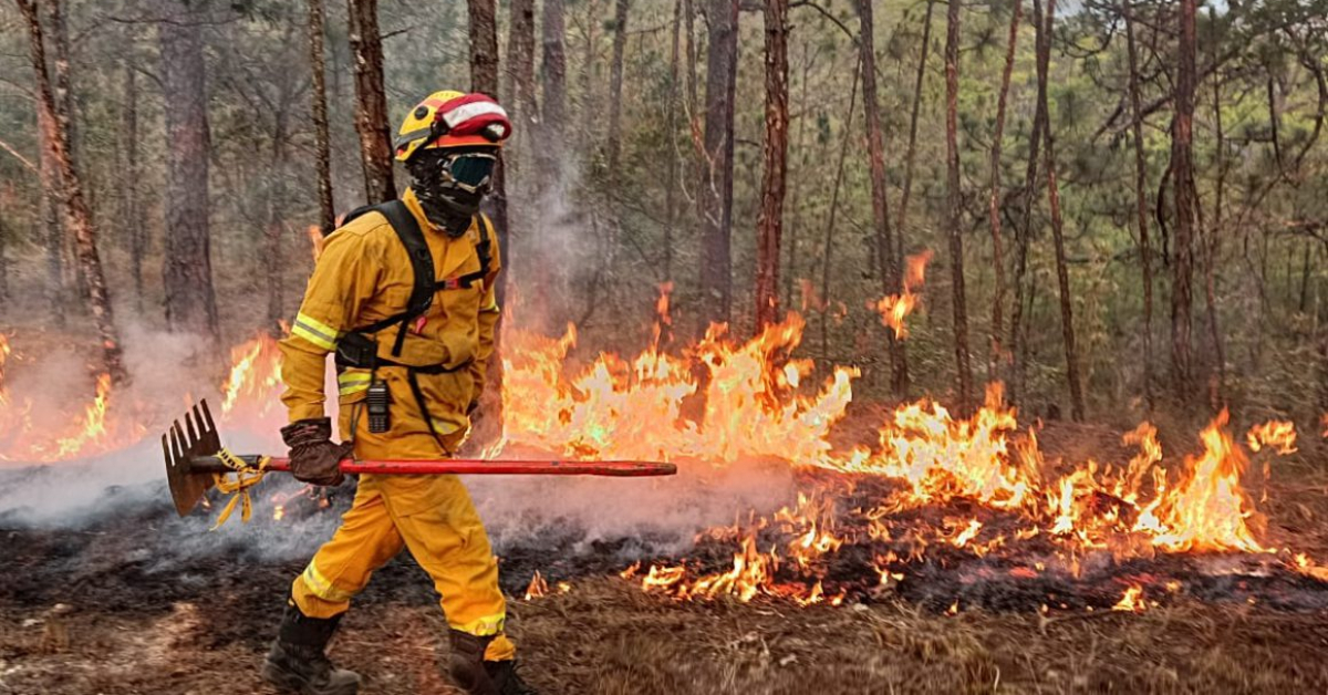 México registra 114 incendios forestales activos con afectación en 38.045 hectáreas