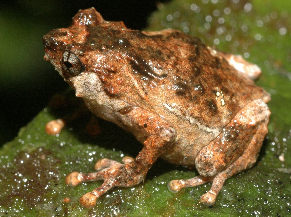 Expertas en México buscan en ranas moléculas para combatir enfermedades inflamatorias