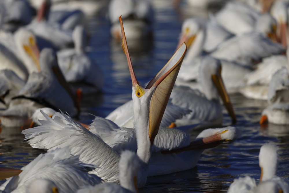 Las aves de Norteamérica desaparecen más rápidamente allí donde son más abundantes