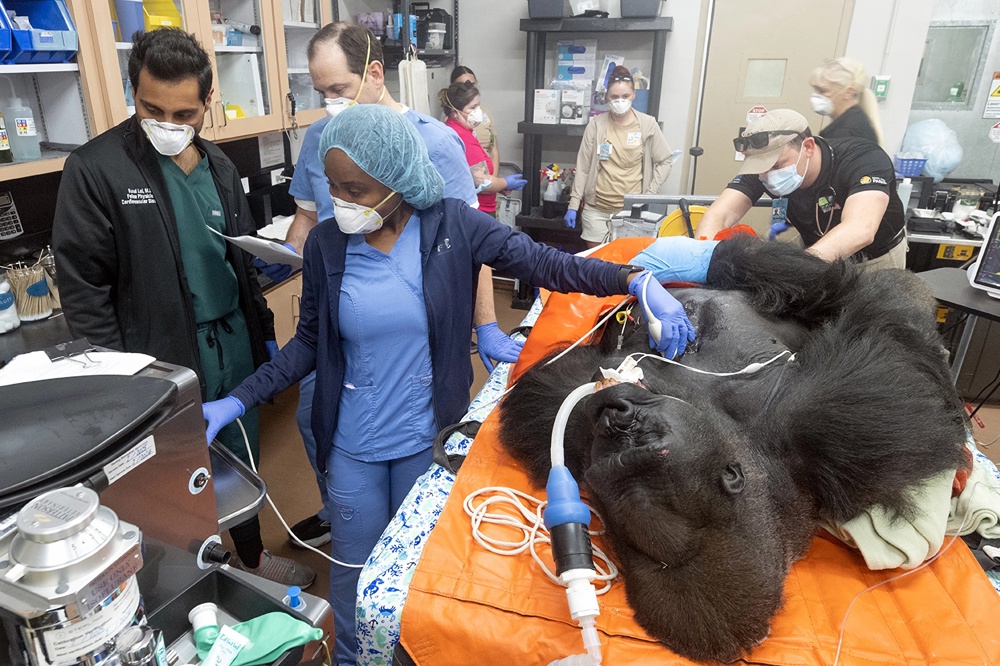 Someten a exámenes médicos a dos gorilas del zoológico de Miami ante su traslado a Chicago
