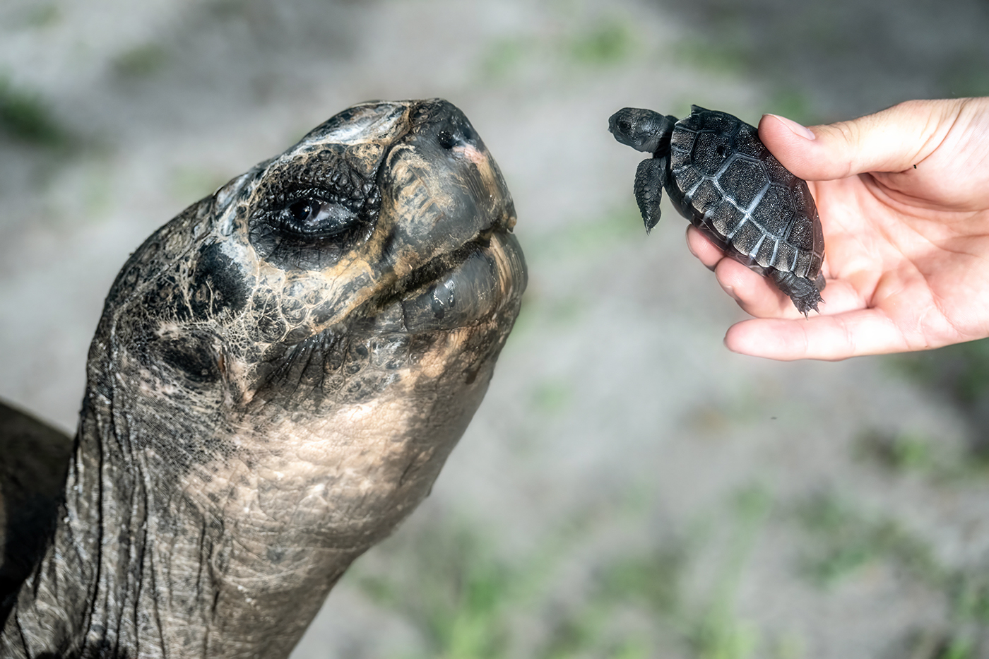 ‘Goliat’, la tortuga gigante de Galápagos de Miami, se convierte en padre a los 134 años