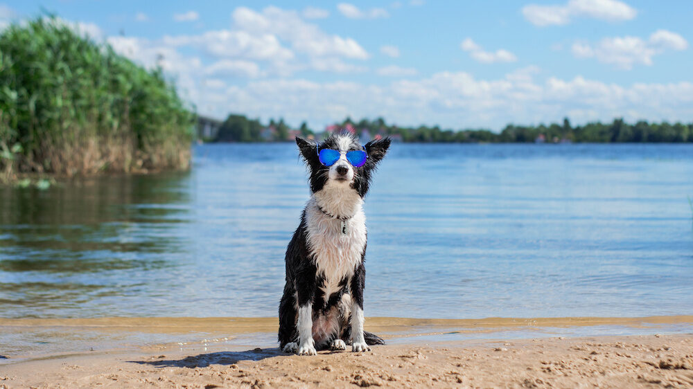 cool border collie dog on the beach