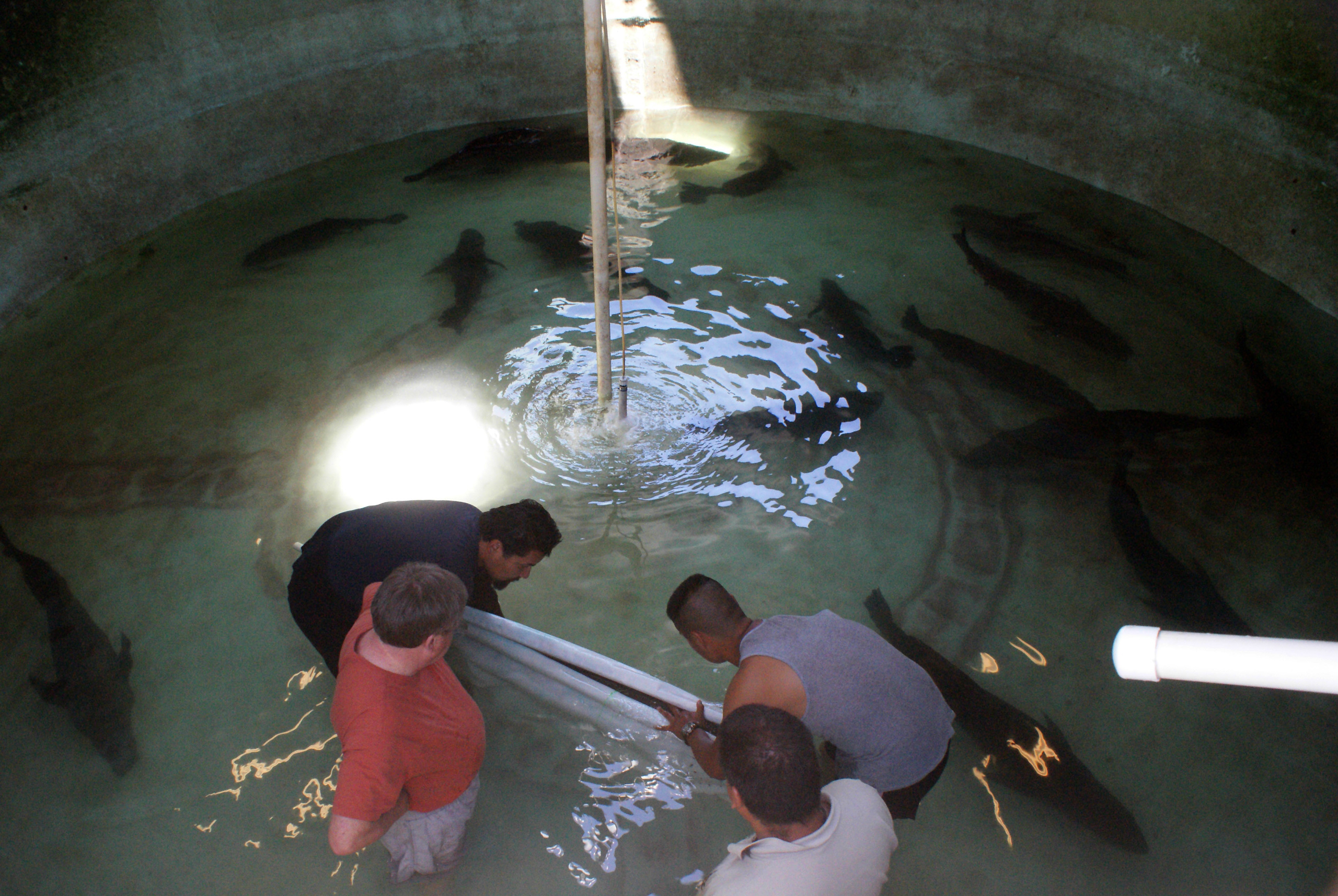 México libera 40.000 crías de totoaba en estado de Baja California Sur