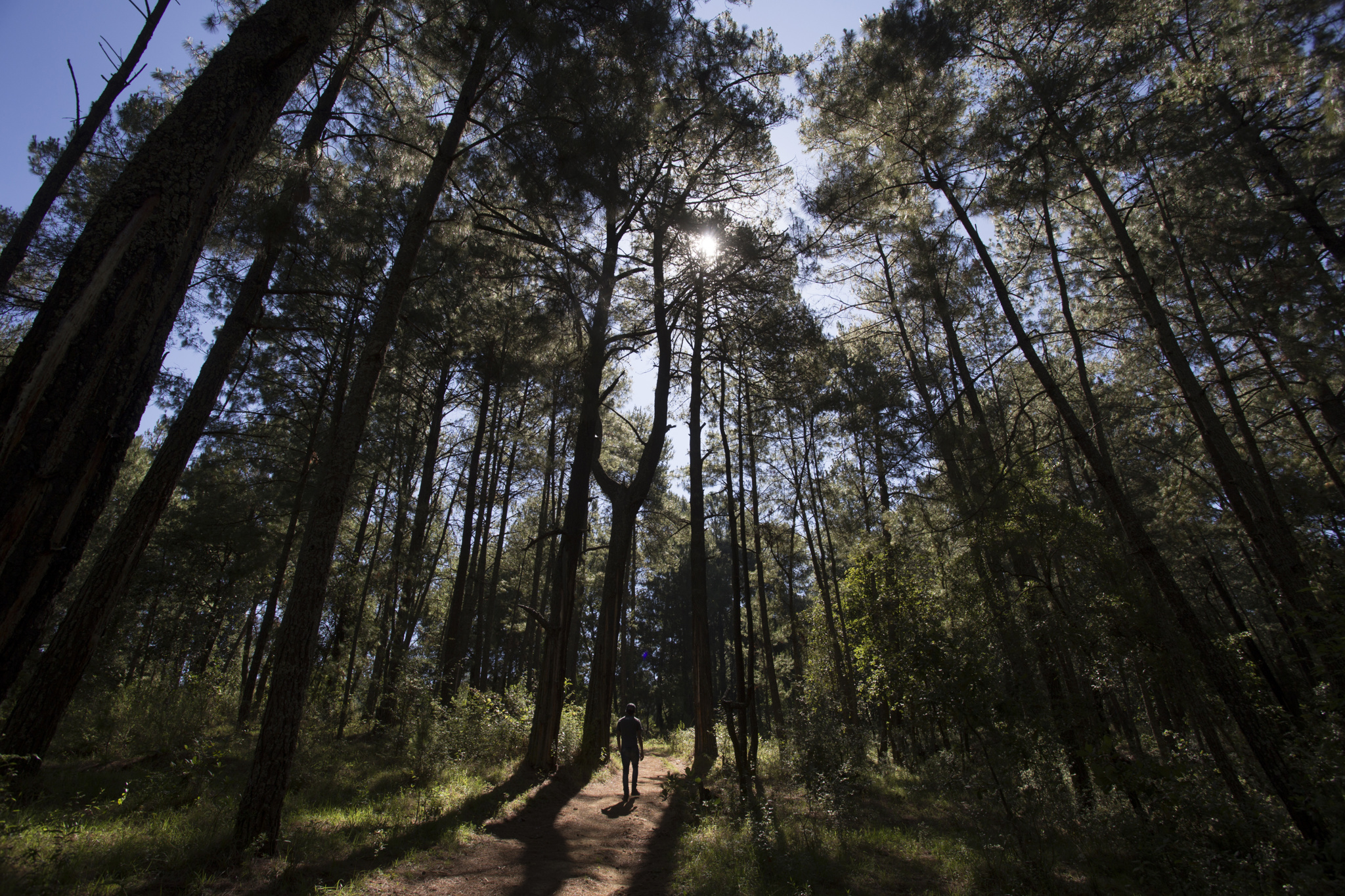 ONG advierte que 84 defensores del medio ambiente han sido asesinados en México desde 2016