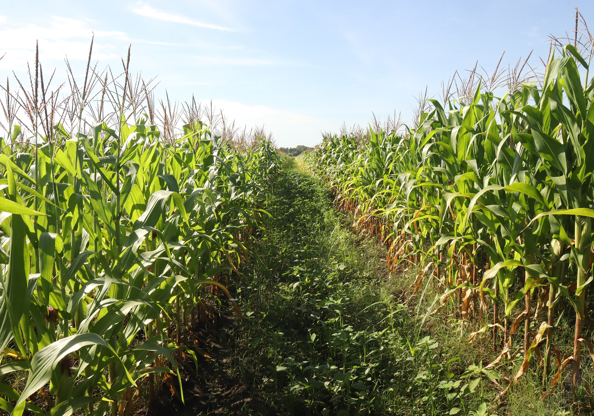 Los productores de maíz del sureste de México se enfrentan a crisis por altas temperaturas
