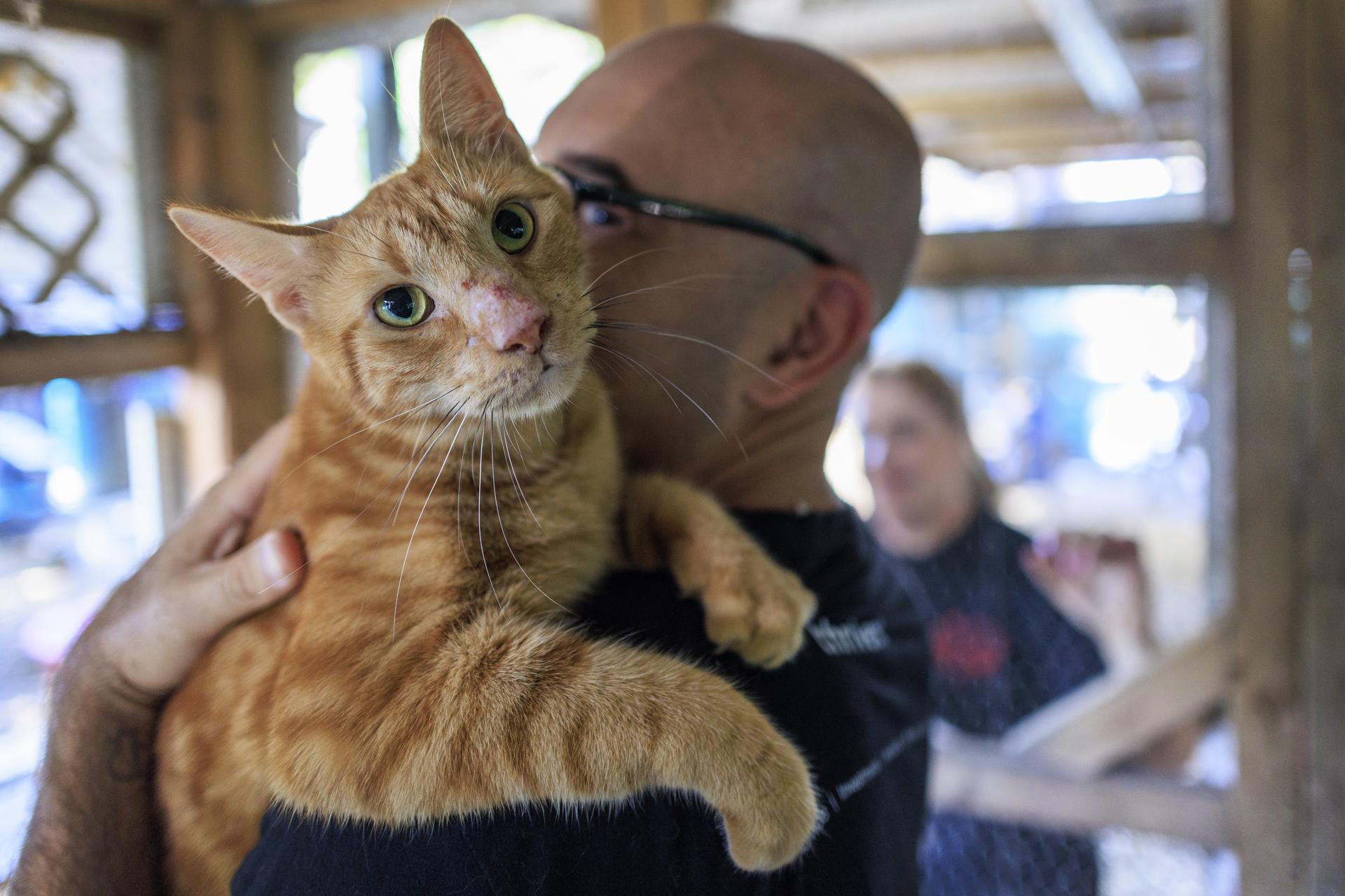 Mascotas abandonadas por migrantes deportados agravan crisis de refugios animales en EEUU