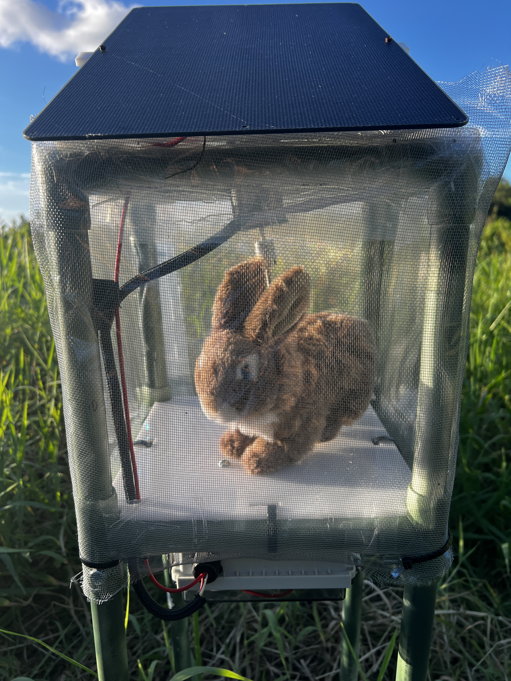 Florida combate una invasión de pitones birmanas con conejos robots