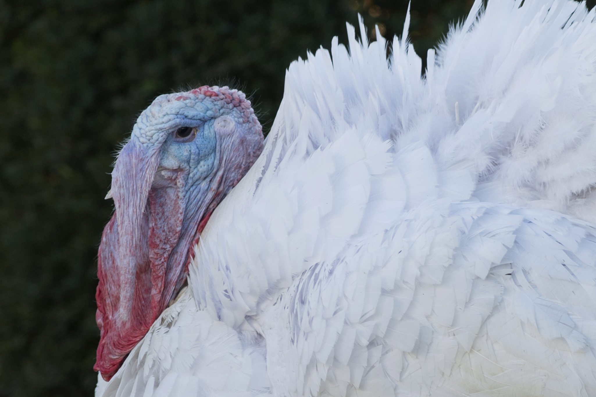 Acusan de crueldad animal a hombre de Florida por matar y comerse a dos pavos reales