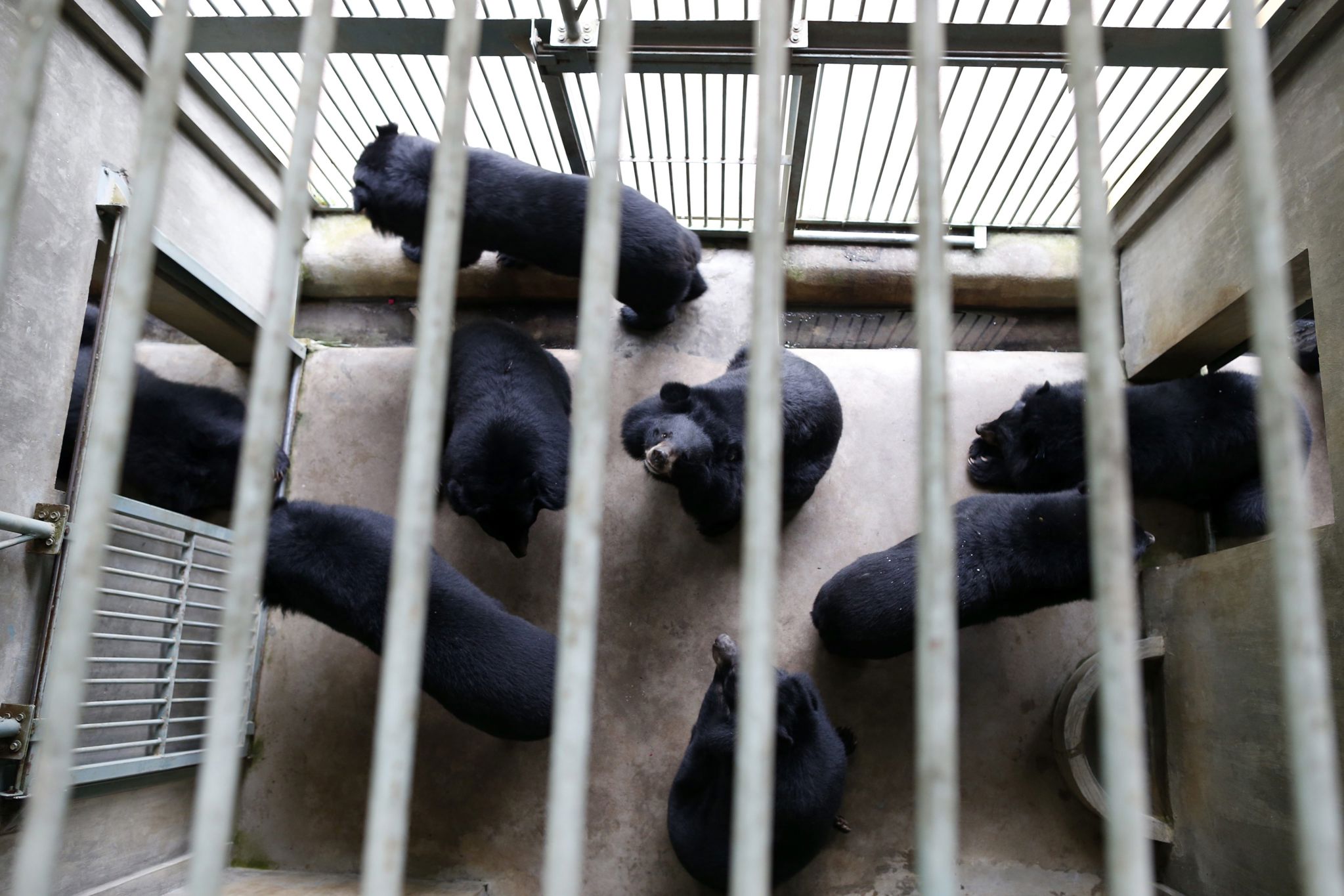 Animalistas demandan a Florida para impedir la primería cacería de osos negros en 10 años