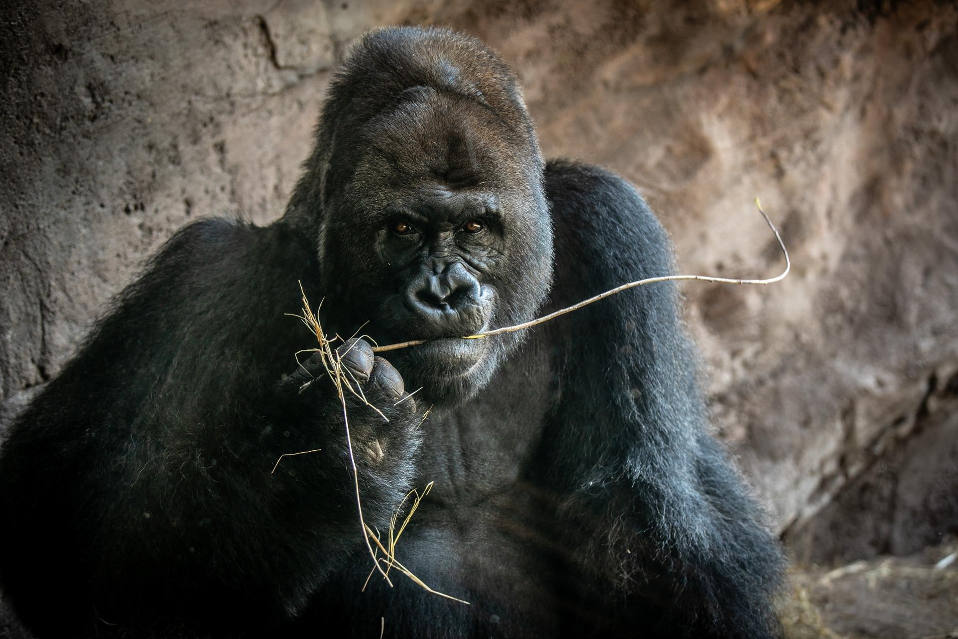 Muere a los 44 años Gino, el gorila más viejo del parque Animal Kingdom de Disney