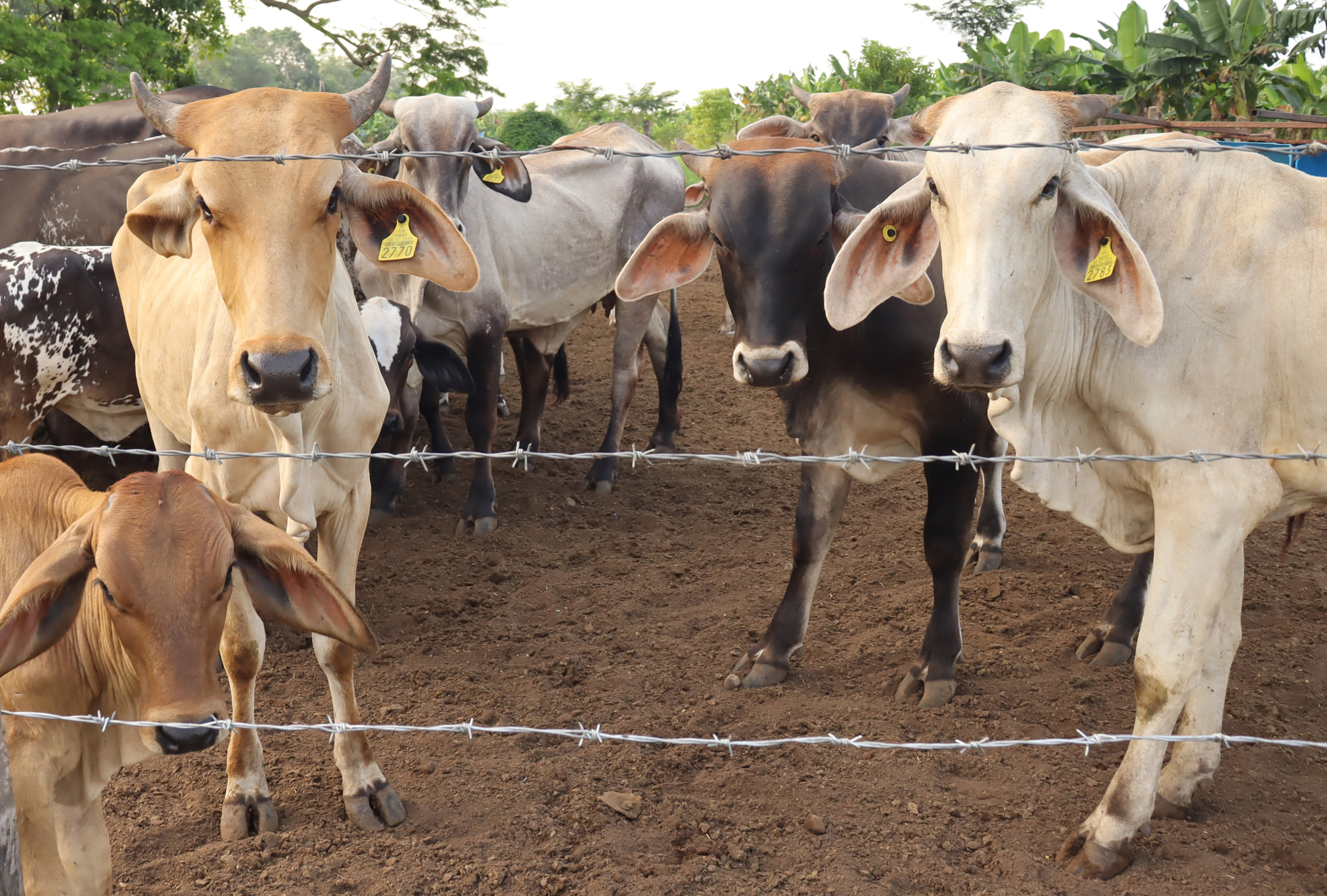 Detectan nuevo caso de gusano barrenador en el ganado en el estado mexicano de Nuevo León