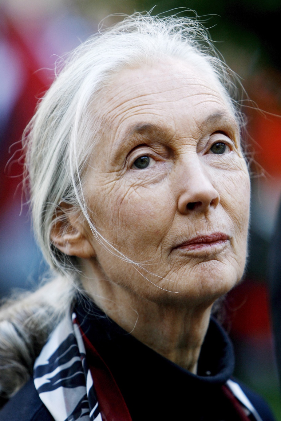 Netflix publica una de las últimas entrevistas de Jane Goodall, sellada hasta su muerte