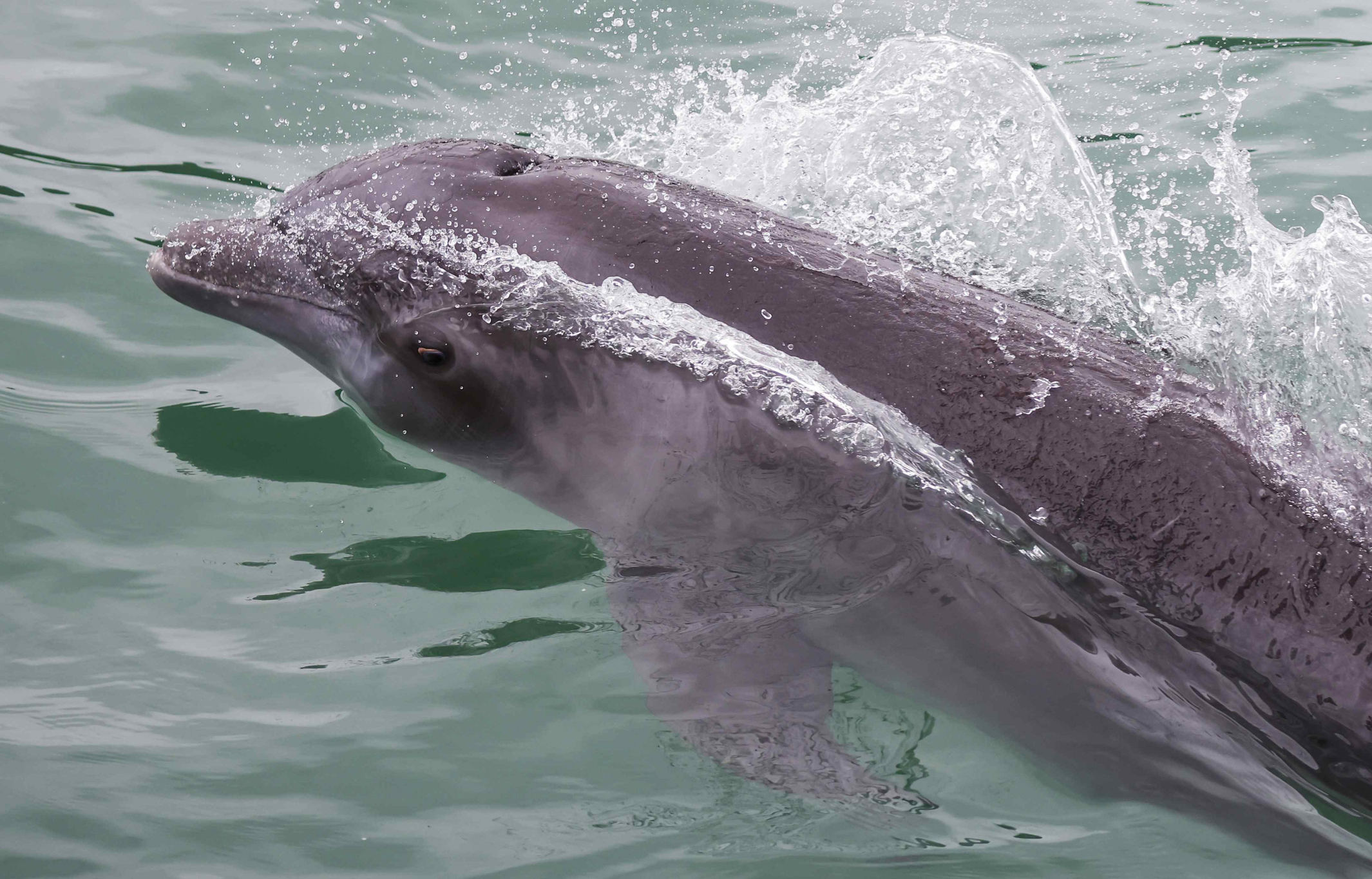 Científicos de Florida detectan daños cerebrales en delfines similares al Alzheimer