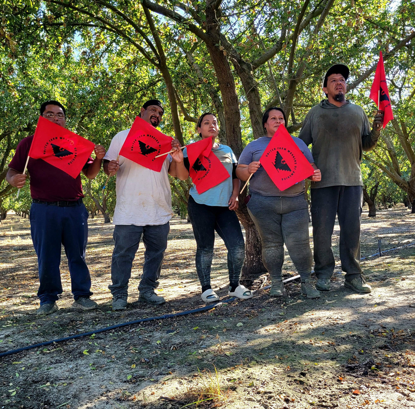 Pizcadores de tomate logran mejoras laborales en California pese a redadas migratorias