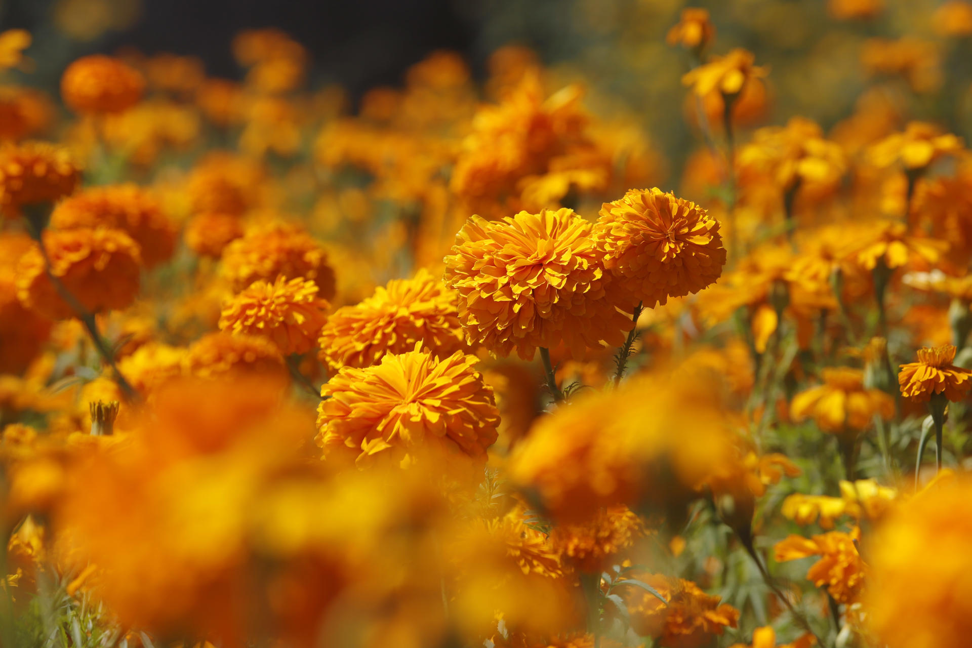 Cempasúchil, la flor mexicana que guía a las almas de los muertos de vuelta a sus hogares