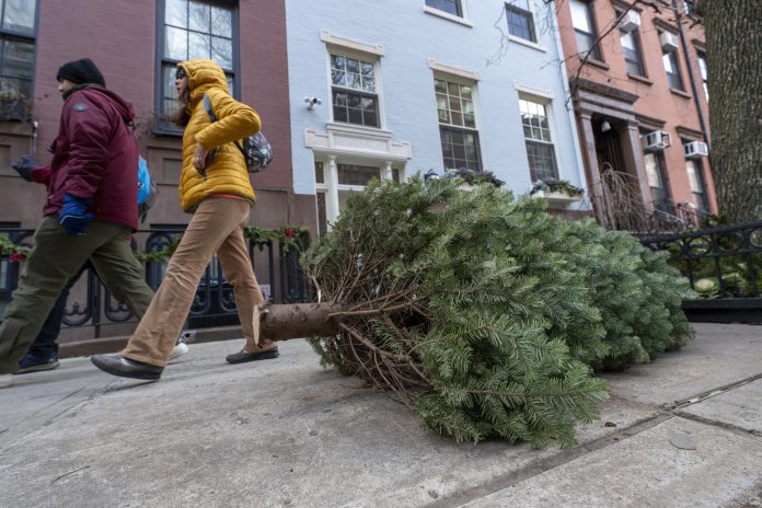 Del salón a la trituradora: Nueva York recicla árboles de Navidad para nutrir sus parques