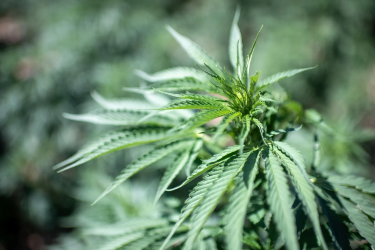 El cánnabis aumenta la inflamación cerebral en episodios psicóticos, según un estudio